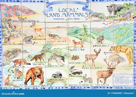 Mural Californian Wild Animals Of San Francisco Editorial Stock Photo