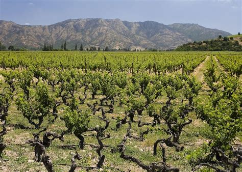 Visit Colchagua Valley On A Trip To Chile Audley Travel Uk