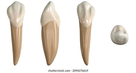 Permanent Upper Canine Tooth 3d Illustration Ilustrações Stock