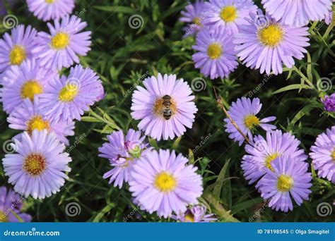 Aster Hermoso Del Azul De La Flor Imagen De Archivo Imagen De Color