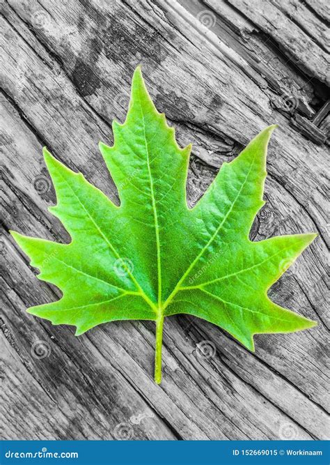 Chinar Leaf Stock Photos Free Royalty Free Stock Photos From Dreamstime