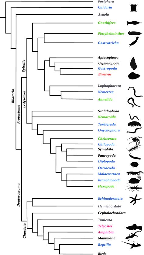 Distribution Of Reproductive Modes Within A Simplified Phylogeny Of