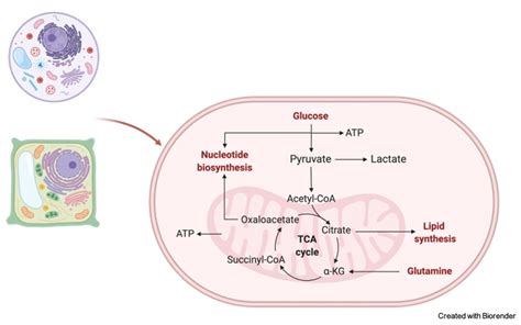 Cellular Respiration: Definition, Equation, and Examples