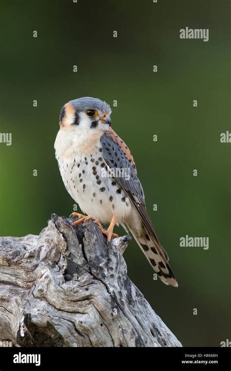 American Kestrel Falco Sparverius Male Pantanal Brazil Stock Photo