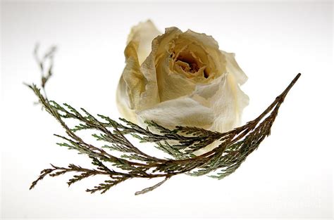 Dried White Rose By Lois Bryan Dried White Rose Photograph Dried