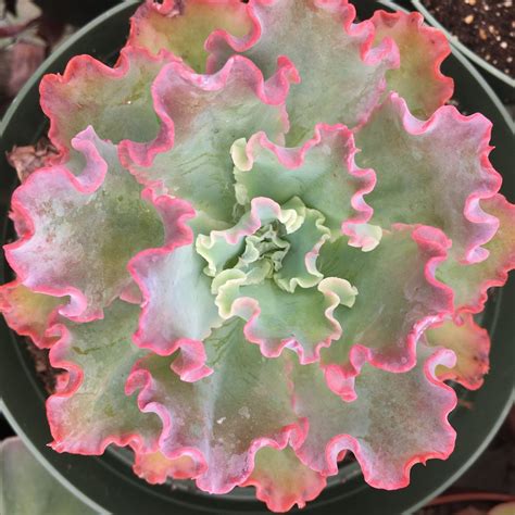 Echeveria gibbiflora - 20 seeds – Plant Valley