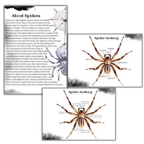 Spider Mini Unit Study, Spider Anatomy, Halloween Printable Activity ...