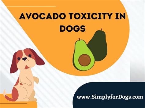 Avocado Toxicity in Dogs (Why This Happens?) - Simply For Dogs