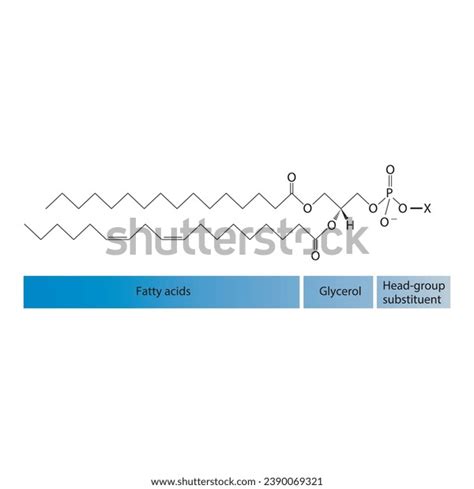 Diagram Showing Schematic Molecular Structure Glycerophospholipids Stock Vector Royalty Free