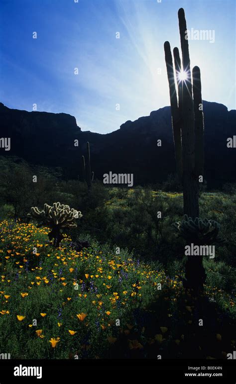 Saguaro Cactus And Yellow Poppies Picacho Peak State Park Arizona Usa