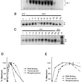 Kinetics Of HSF1 DNA Binding Phosphorylation And Transcription During