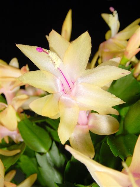 Christmas Cactus Limelight Dancer Schlumbergera Hybrid 5