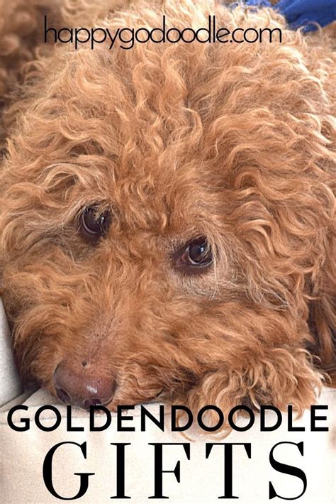 Discover 21 Ts For Dog Moms Who Are Crazy For Goldendoodles A