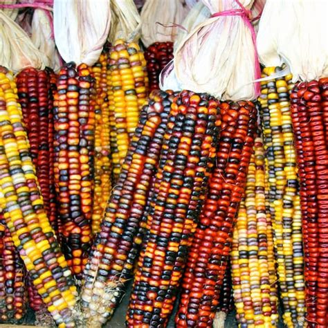 Rainbow Ornamental Corn Seeds Indian Maize Native American Etsy