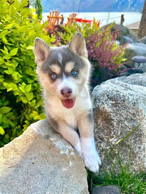 Pomsky puppy | Pomsky puppies, Puppies, Dogs