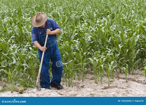 Farmer Growing Corn Stock Image Image Of Gardening Crop 13223545