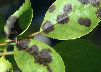 Black Spot Disease on Roses: Treat It and Prevent It