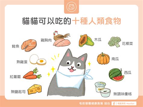 不只飼料、罐頭！ 「10種人類食物」貓咪也能吃放心吧 Ettoday健康雲 Ettoday新聞雲