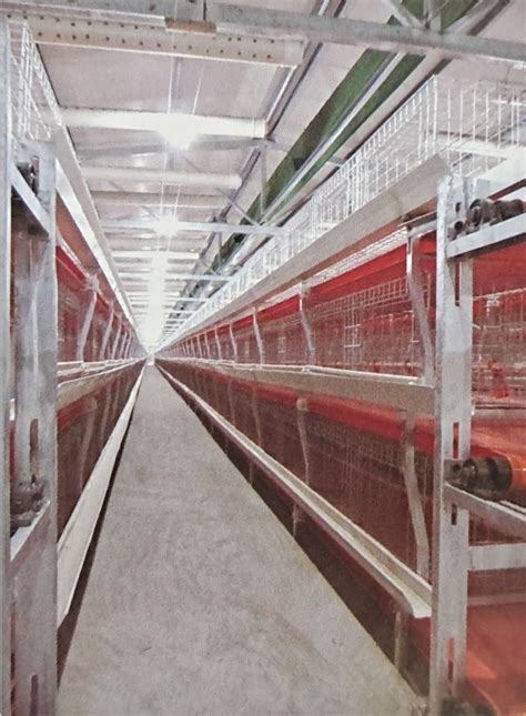 Automatic Poultry Cage System Drinking Line Chicken House Automatic Egg