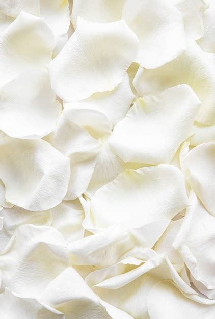 Premium Photo | White rose petals background