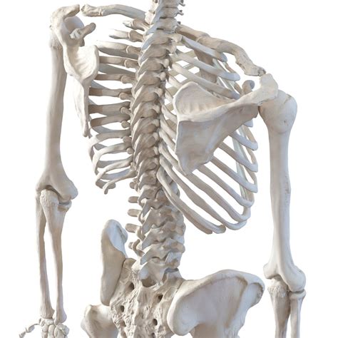 Human Male Skeleton D Model Ds Fbx Obj Max Ma C D Blend