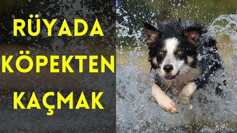 Rüyada Köpekten Kaçmak Siyah Beyaz Sarı Sürü Kuduz vs İslami