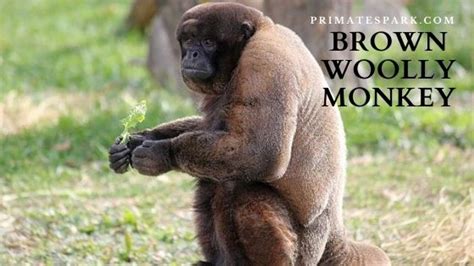 Brown Woolly Monkey - Description | Facts | Diet | Height - Primates Park