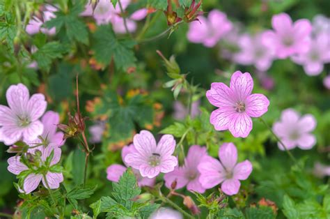 6 Varieties Of Hardy Cranesbill Geraniums To Grow