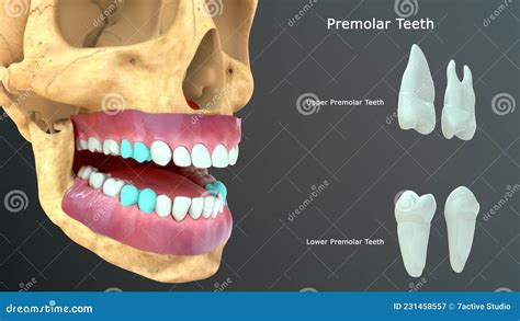 human tooth premolar teeth roots  cusps stock illustration