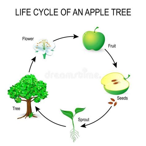 Stages Of Apple Tree Life Cycle Life Cycle Of An Apple Sequencing ...