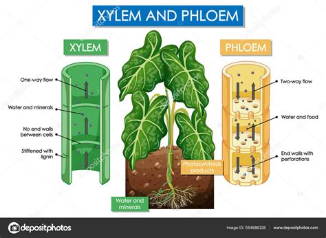 Diagram Showing Xylem Phloem Plant Illustration Stock Vector By