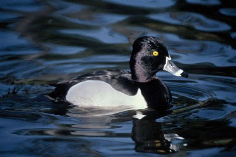 Ring-necked duck | Dabbling Duck, Waterfowl, Diving Duck | Britannica