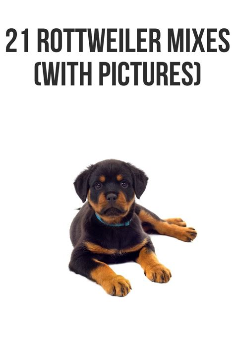 21 rottweiler mixes with pictures – Artofit