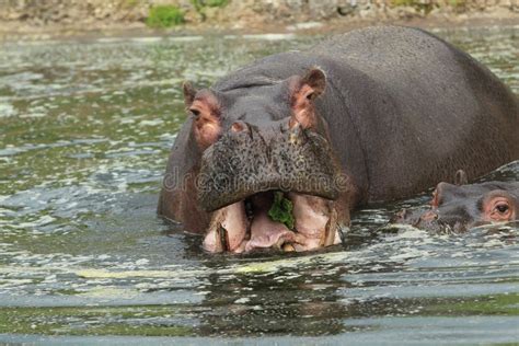 O Hipop Tamo O Amphibius Do Hipop Tamo Ou O Hipop Tamo Comum S O