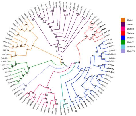 Phylogenetic Tree Of Rosaceae MLO Phylogenetic Relationships Of