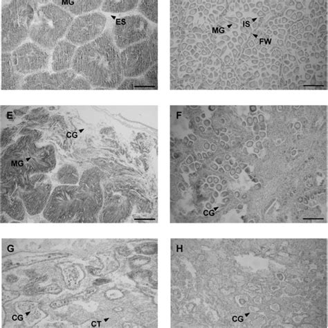 AJ Photomicrographs Of Gonadal Tissue Developmental Stages In Male