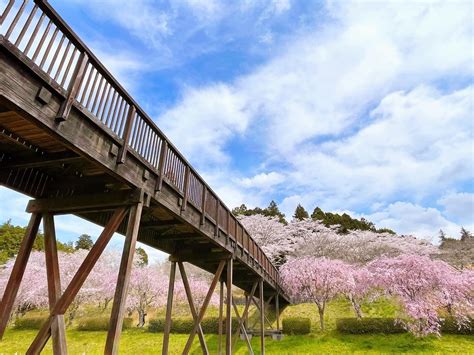 常陸風土記の丘さくらまつり2023！枝垂れ桜のトンネルが見ごろに♪駐車場の混雑回避情報も【茨城・石岡市】 One Access