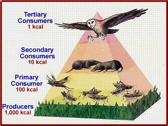 What Is The Definition Of A Food Chain A Food Web And A Food Pyramid