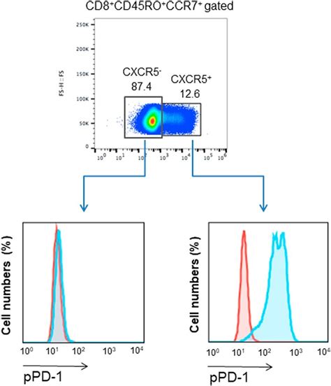 Cd8 Cxcr5 Central Memory Human T Cells Express Ppd 1 After Gating Download Scientific