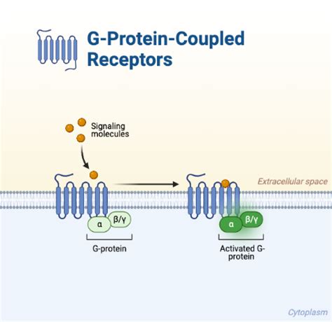 G-Protein-Coupled Receptors | BioRender Science Templates