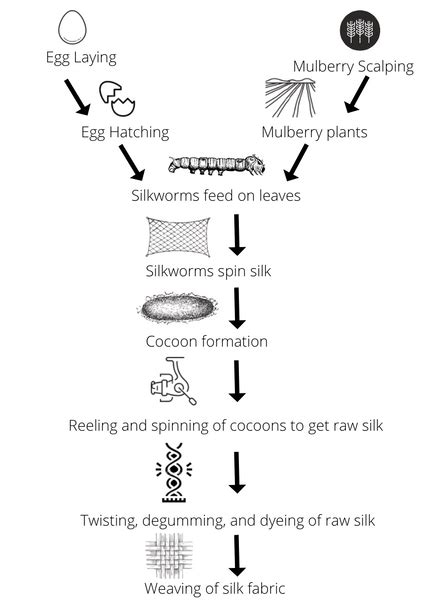 Mulberry Silk Production FayÉna