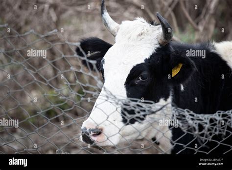 Black And White Ox High Resolution Stock Photography And Images Alamy