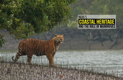 India's Coastal Heritage and the Role of Mangroves - RTF | Rethinking The Future