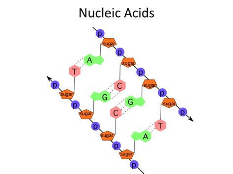 Ppt Nucleic Acids Powerpoint Presentation Free Download Id6776197