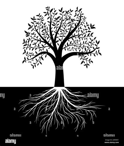 Baum Mit Wurzeln Vektor Fotos Und Bildmaterial In Hoher Aufl Sung Alamy