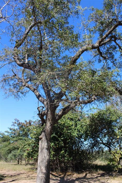 The marula tree - Big 5 Blog