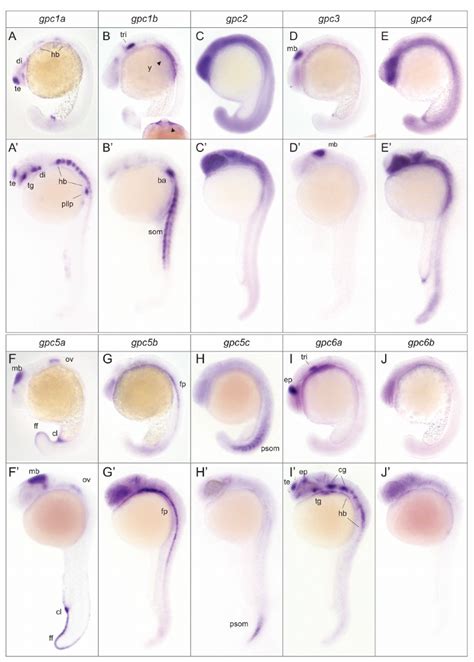 Spatial Expression Pattern Of Zebrafish Glypicans During Segmentation