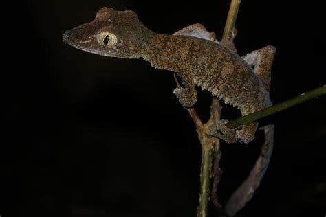 Uroplatus fimbriatus - Alchetron, The Free Social Encyclopedia