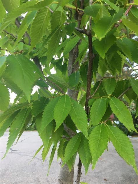 japanese elm tree leaves - Become A Good Chatroom Bildergallerie