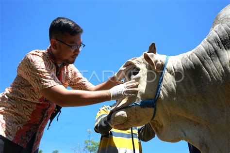 Pemeriksaan Kesehatan Sapi Kurban Antara Foto